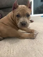 Thor, a male American Bully for sale in Fernandina Beach, FL – 9 of 10
