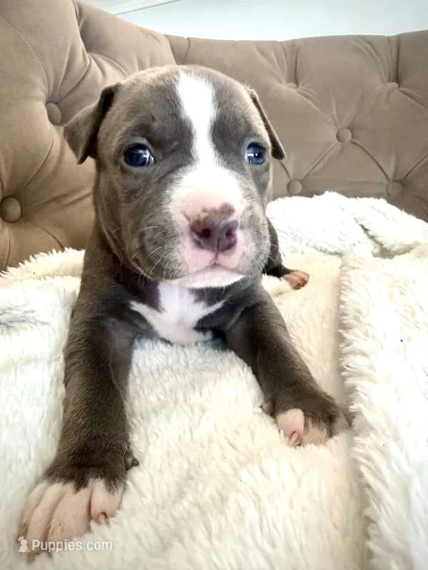 Sadie – American Bully puppy for sale in Fernandina Beach, FL