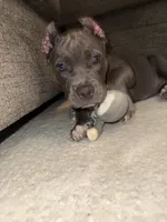 Willow, a female American Bully for sale in Fernandina Beach, FL – 4 of 10