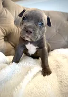 Willow, a female American Bully for sale in Fernandina Beach, FL – 3 of 4