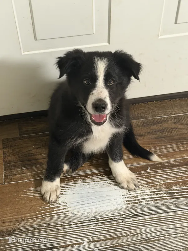 Oreo – Border Collie puppy for sale in Elmira, NY