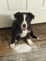 Oreo, a female Border Collie for sale in Elmira, NY – 1 of 1