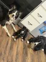 Princess , a female Border Collie for sale in Elmira, NY – 1 of 1