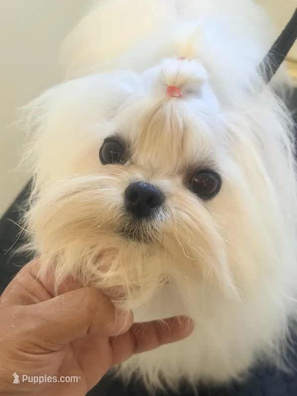 Charlie – Maltese puppy for sale in Los Angeles, CA