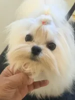 Charlie, a male Maltese for sale in Los Angeles, CA – 1 of 2