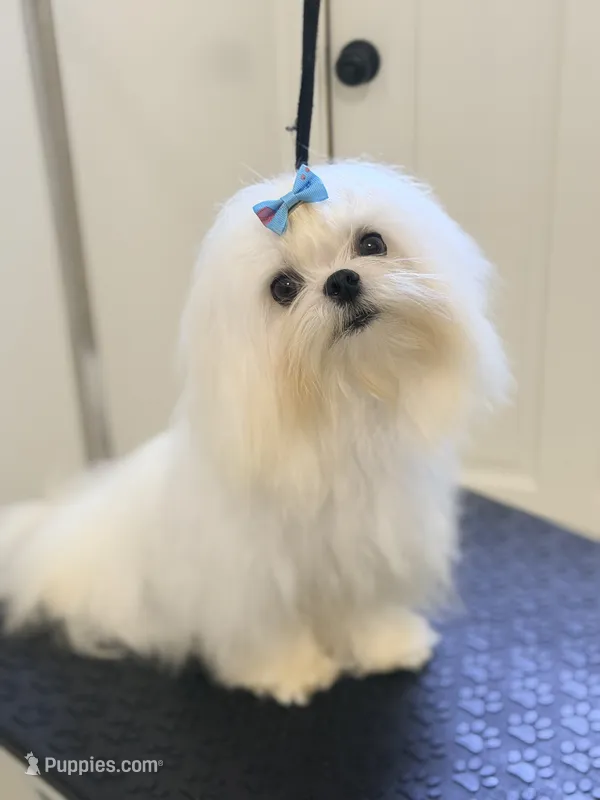 Stud Charlie – Maltese puppy for sale in Los Angeles, CA