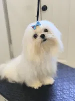 Stud Charlie, a male Maltese for sale in Los Angeles, CA – 3 of 3