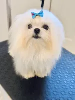 Stud Charlie, a male Maltese for sale in Los Angeles, CA – 2 of 3
