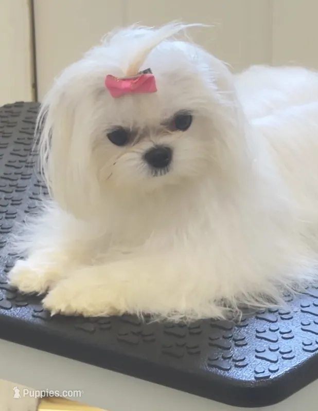  Pregnant Evee – Maltese puppy for sale in Los Angeles, CA