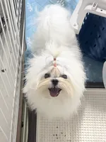 Charlie, a male Maltese for sale in Los Angeles, CA – 2 of 4