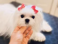  Pregnant Evee, a female Maltese for sale in Los Angeles, CA – 2 of 3