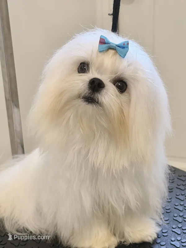 Stud Charlie – Maltese puppy for sale in Los Angeles, CA