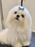 Stud Charlie, a male Maltese for sale in Los Angeles, CA – 1 of 3
