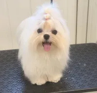 Charlie, a male Maltese for sale in Los Angeles, CA – 2 of 2