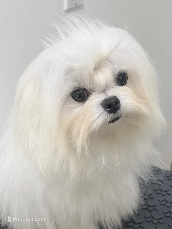 Charlie – Maltese puppy for sale in Los Angeles, CA
