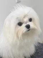 Charlie, a male Maltese for sale in Los Angeles, CA – 1 of 4