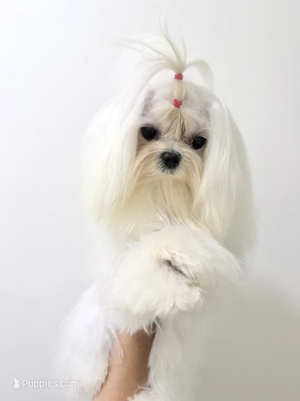 Evee – Maltese puppy for sale in Los Angeles, CA