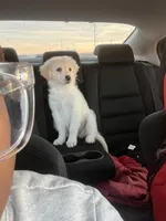 Snow, a female Golden Pyrenees for sale in Perry, GA – Photo 3 of 3