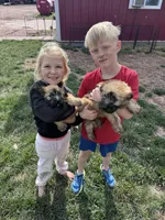 Clover, a male Soft Coated Wheaten Terrier for sale in Newton, KS – 4 of 4