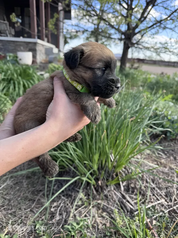 Willow – Soft Coated Wheaten Terrier puppy for sale in Newton, KS