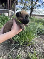 Willow, a female Soft Coated Wheaten Terrier for sale in Newton, KS – Photo 1 of 3
