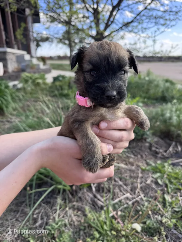 Skye – Soft Coated Wheaten Terrier puppy for sale in Newton, KS