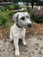 Maverick, a male Soft Coated Wheaten Terrier for sale in Newton, KS – 1 of 1