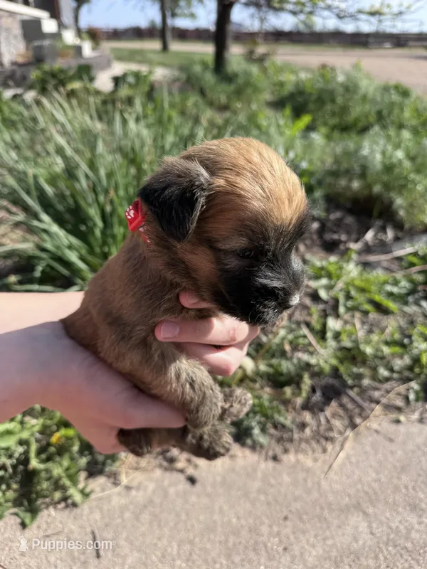 Ember – Soft Coated Wheaten Terrier puppy for sale in Newton, KS
