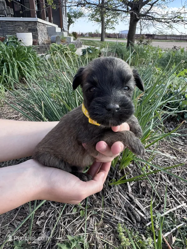 Dandelion – Soft Coated Wheaten Terrier puppy for sale in Newton, KS