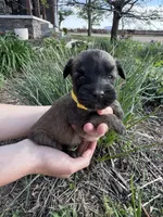 Dandelion, a female Soft Coated Wheaten Terrier for sale in Newton, KS – Photo 1 of 3