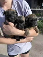 Violet, a female Soft Coated Wheaten Terrier for sale in Newton, KS – Photo 2 of 3