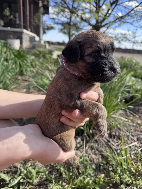 Violet – Soft Coated Wheaten Terrier puppy for sale in Newton, KS