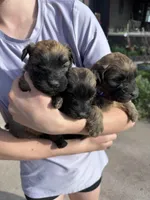 River, a male Soft Coated Wheaten Terrier for sale in Newton, KS – Photo 2 of 3