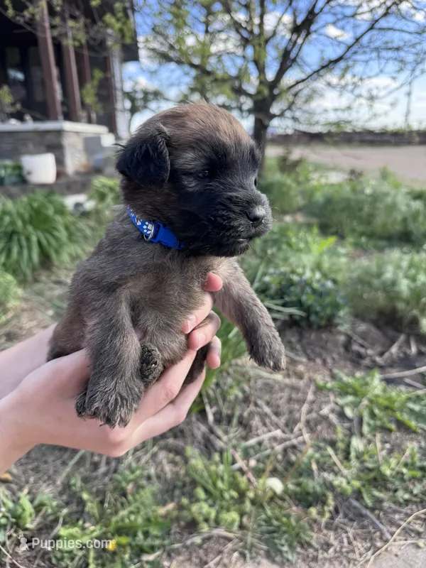 River – Soft Coated Wheaten Terrier puppy for sale in Newton, KS