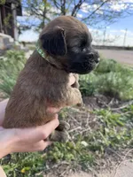 Clover, a male Soft Coated Wheaten Terrier for sale in Newton, KS – Photo 1 of 3