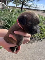Lady, a female Soft Coated Wheaten Terrier for sale in Newton, KS – Photo 1 of 3