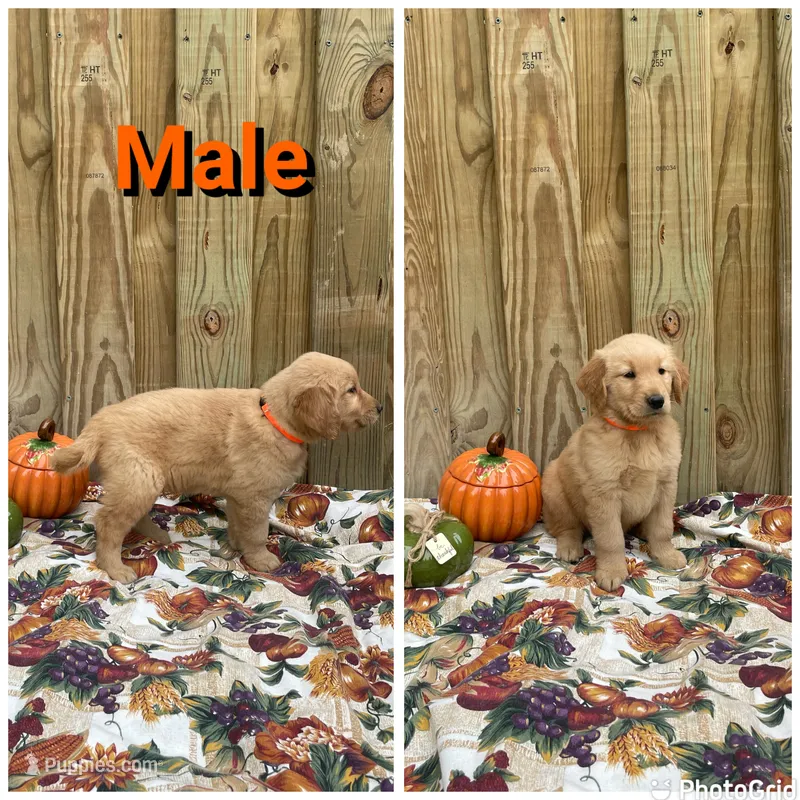Orange  – Golden Retriever puppy for sale in Harlem, GA