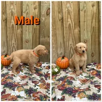 Orange , a male Golden Retriever for sale in Harlem, GA – 1 of 3