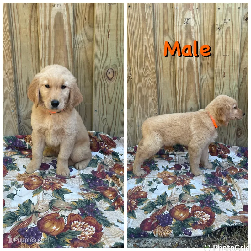 Orange  – Golden Retriever puppy for sale in Harlem, GA