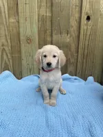 Red, a male Golden Retriever for sale in Harlem, GA – Photo 2 of 2