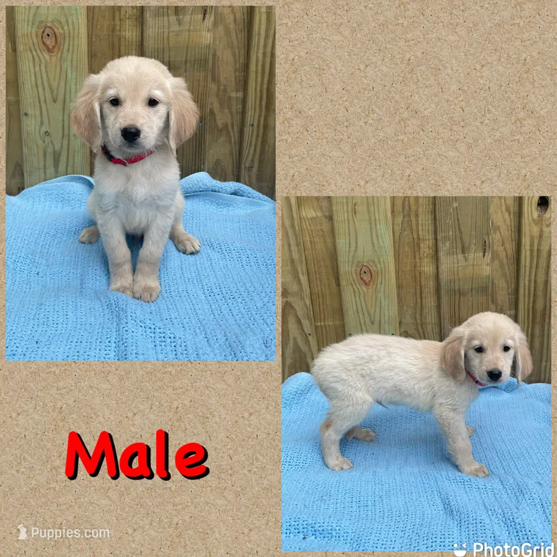 Red – Golden Retriever puppy for sale in Harlem, GA