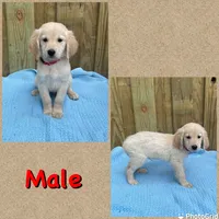 Red, a male Golden Retriever for sale in Harlem, GA – Photo 1 of 2