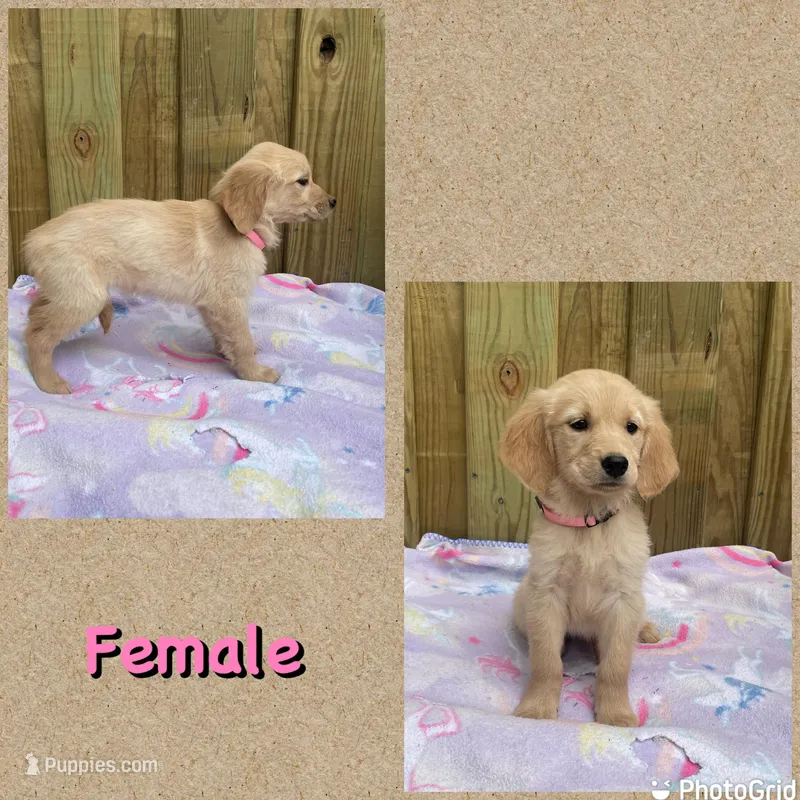 Pink – Golden Retriever puppy for sale in Harlem, GA