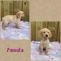 Pink, a female Golden Retriever for sale in Harlem, GA – Photo 1 of 2