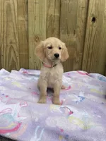 Pink, a female Golden Retriever for sale in Harlem, GA – Photo 2 of 2