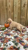 Purple, a female Golden Retriever for sale in Harlem, GA – 2 of 3
