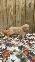 Yellow, a male Golden Retriever for sale in Harlem, GA – 3 of 3