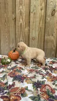 Green, a male Golden Retriever for sale in Harlem, GA – 3 of 3