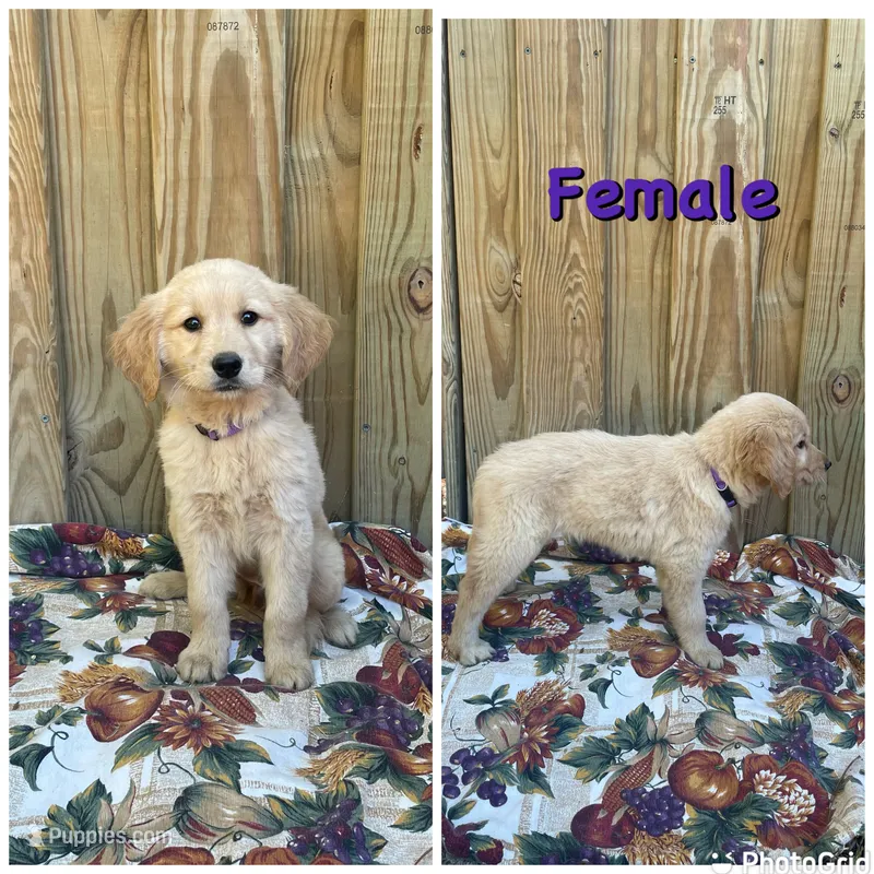 Purple – Golden Retriever puppy for sale in Harlem, GA