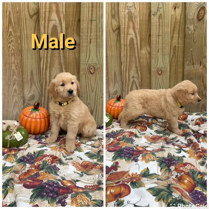 Yellow – Golden Retriever puppy for sale in Harlem, GA